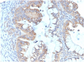 IL7 Antibody