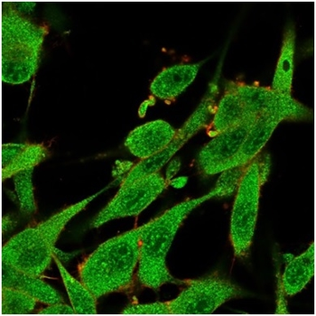 IL7 Antibody