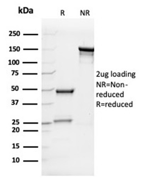 IL7 Antibody