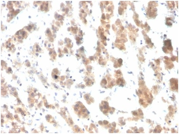 IL7 Antibody