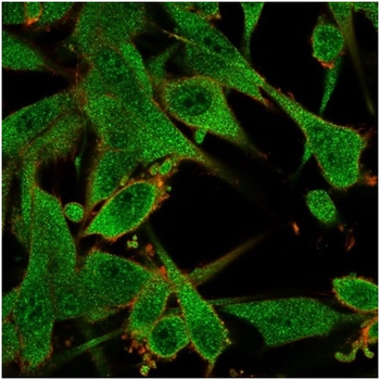 IL7 Antibody