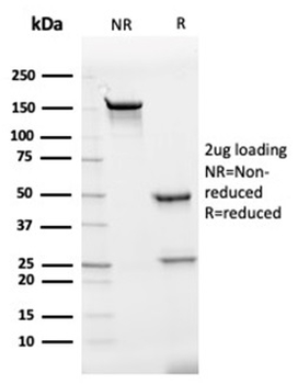 IL7 Antibody