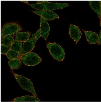 HOXB2 Antibody