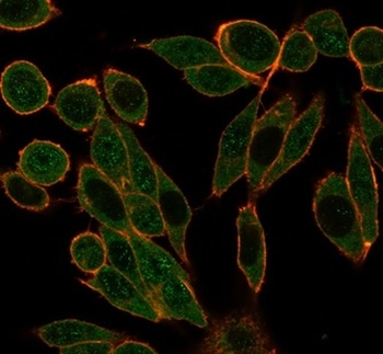 HDAC1 Antibody