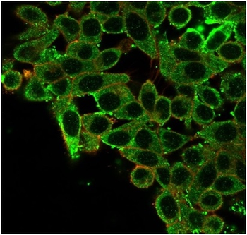 CNOT10 Antibody