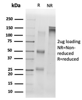 SIRT1 Antibody