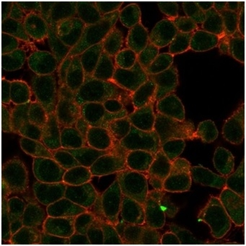 HIC2 Antibody