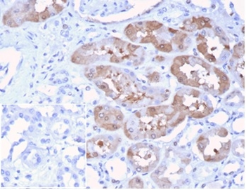FGF23 Antibody