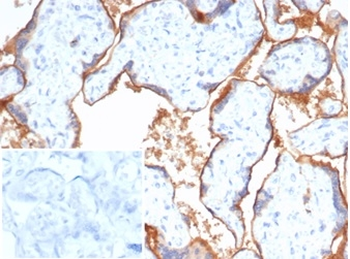 NECTIN4 Antibody