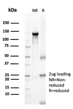 NECTIN4 Antibody