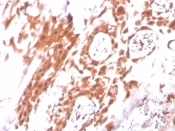 IDO2 Antibody