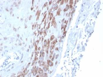 IDO2 Antibody