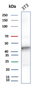IDO2 Antibody