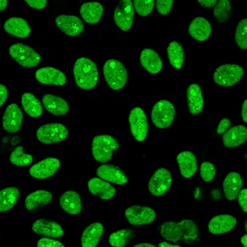 Recombinant Human Nuclear Antigen (HNA) (Human Cell Marker) Antibody