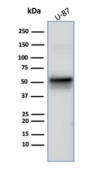 VIM Antibody