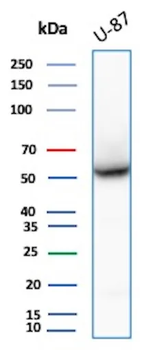 VIM Antibody