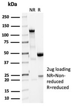 VCL Antibody