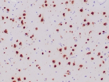 RBFOX3 Antibody