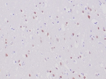 RBFOX3 Antibody