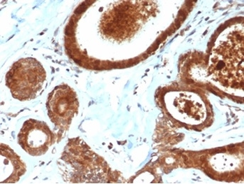 LRG1 Antibody