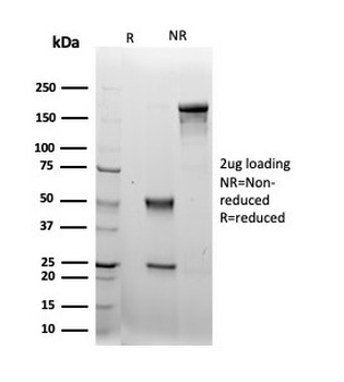 LRG1 Antibody