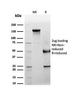 LRG1 Antibody