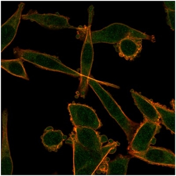 KLF12 Antibody