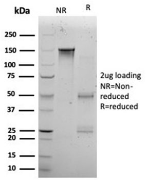 KLF12 Antibody