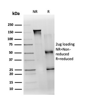 TDRKH Antibody