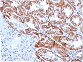 FGF23 Antibody