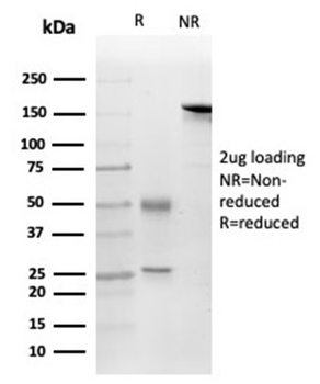 FGF23 Antibody