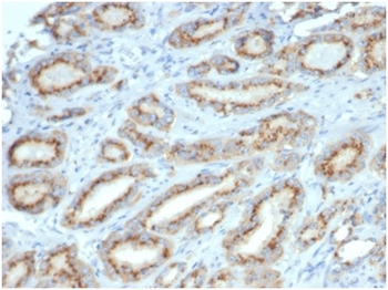 SPP1 Antibody