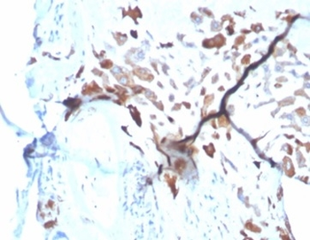 SPARC Antibody