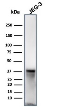 SPARC Antibody