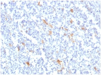 SPARC Antibody