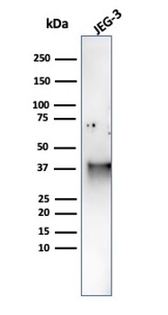 SPARC Antibody