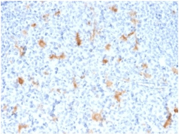 SPARC Antibody
