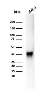 SPARC Antibody