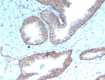 SHBG Antibody