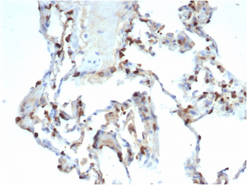 SFTPD Antibody