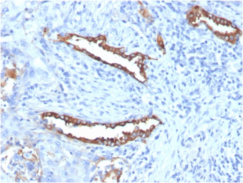 SFTPD Antibody