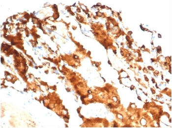 SFTPD Antibody