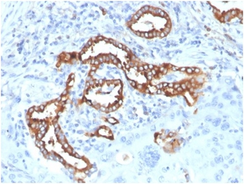 SFTPD Antibody