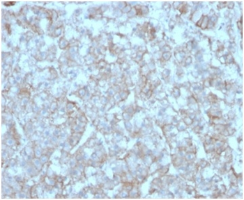 CCL8 Antibody
