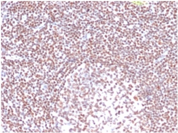 RPA2 Antibody