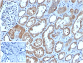 LYZ Antibody