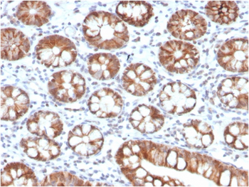 IL3 Antibody
