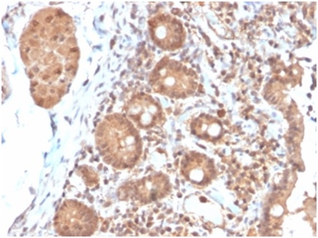 IL3 Antibody