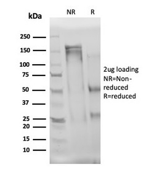 IL3 Antibody