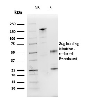 IL3 Antibody